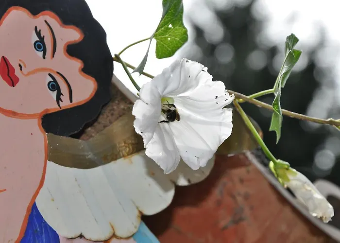 Casa Del Sol * שווילווזי